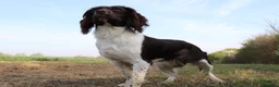 Sprollie dogs for sale: Sprollie Puppies in Dunmow - Advert 12