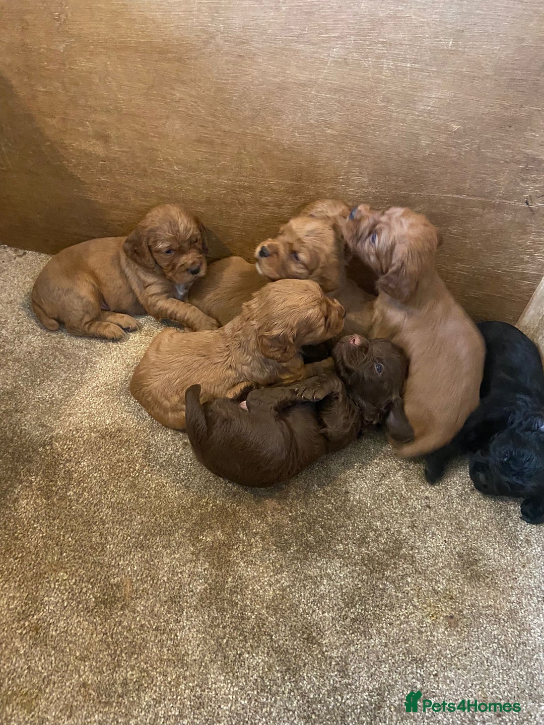 Cocker Spaniel dogs for sale: Working cocker spaniels - Advert 3