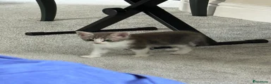 Ragdoll 4