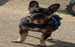 French Bulldog dogs for sale: French bulldog kc registered  - Image 4