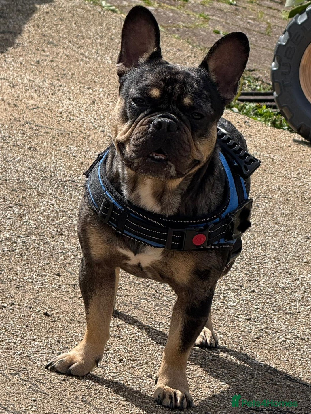 French Bulldog dogs for sale: French bulldog kc registered  - Image 4