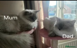 Ragdoll cats for sale: Four stunning blue point Ragdoll kittens - Image 12