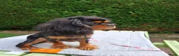 Cavalier King Charles Spaniel dogs for sale: Beautiful Black/Tan Cavalier Girl - Advert 6