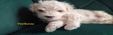 Yellow Bichon Frise 2