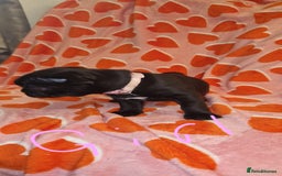 Frug dogs for sale: 6 beautiful frug puppies.  - Image 28