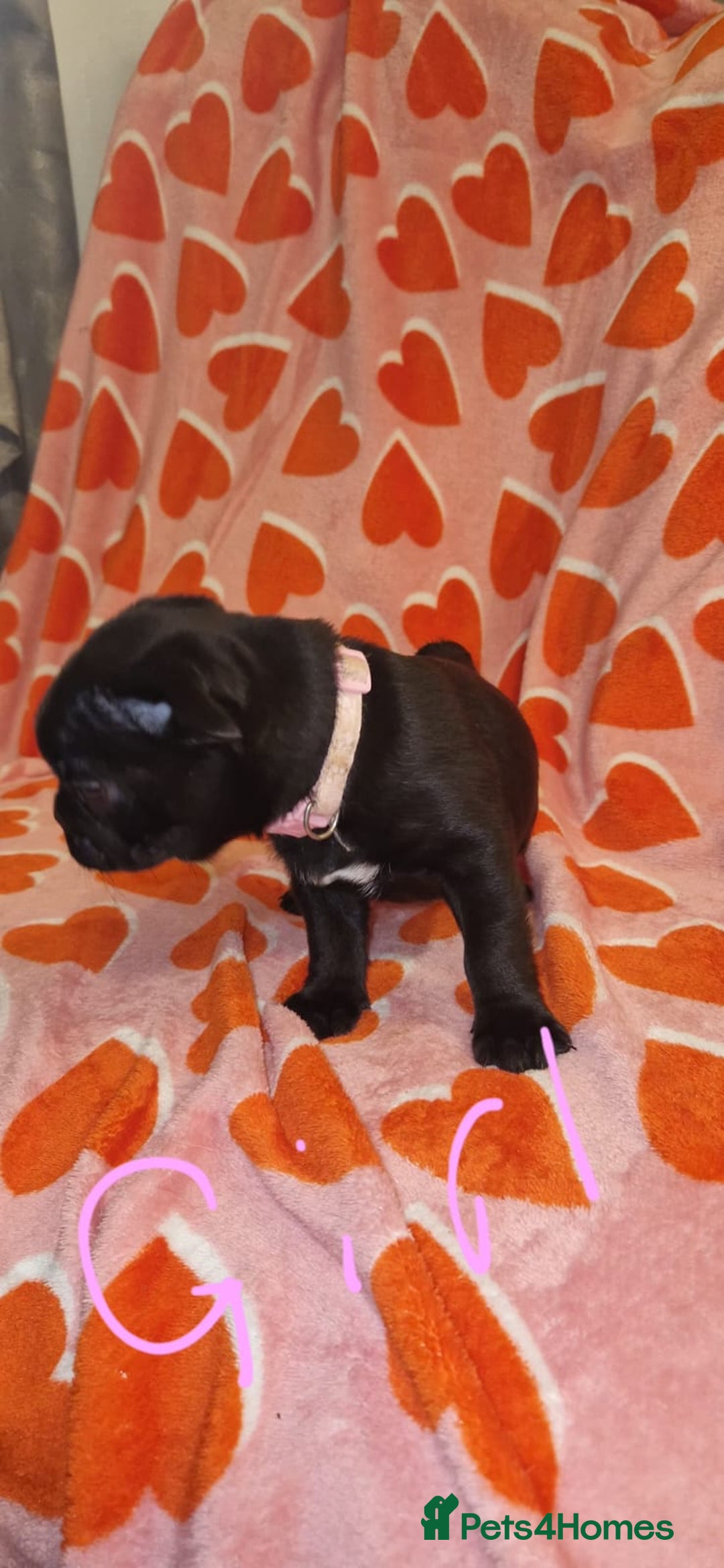 Frug dogs for sale: 6 beautiful frug puppies.  - Image 28