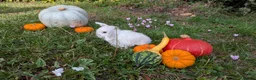 Mini Lop rabbits for sale: Stunning Home-Raised Mini Lops- mixed litter - Advert 12