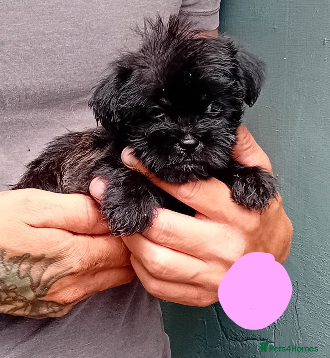 Shihpoo dogs The tiniest puppies available READY NOW  - Advert 2
