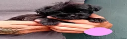 Shihpoo dogs for sale: The tiniest puppies available READY NOW  - Advert 2