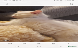 Ragdoll cats for sale: Ragdoll kitten - Image 6