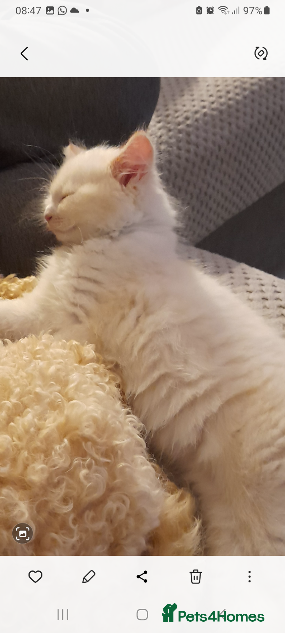 Ragdoll cats for sale: Ragdoll kitten - Image 6