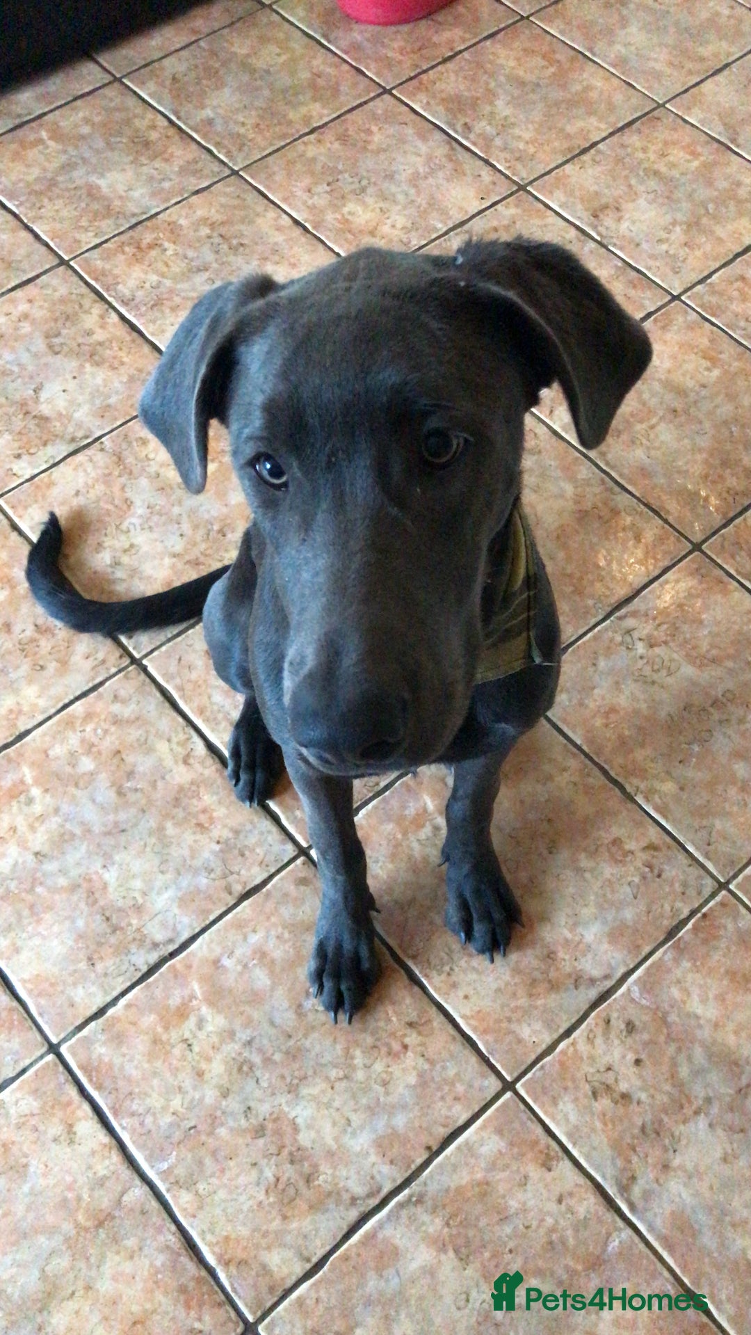 Mixed Breed dogs for sale: Very Unique Blue Great Shepard Puppies  - Advert 4