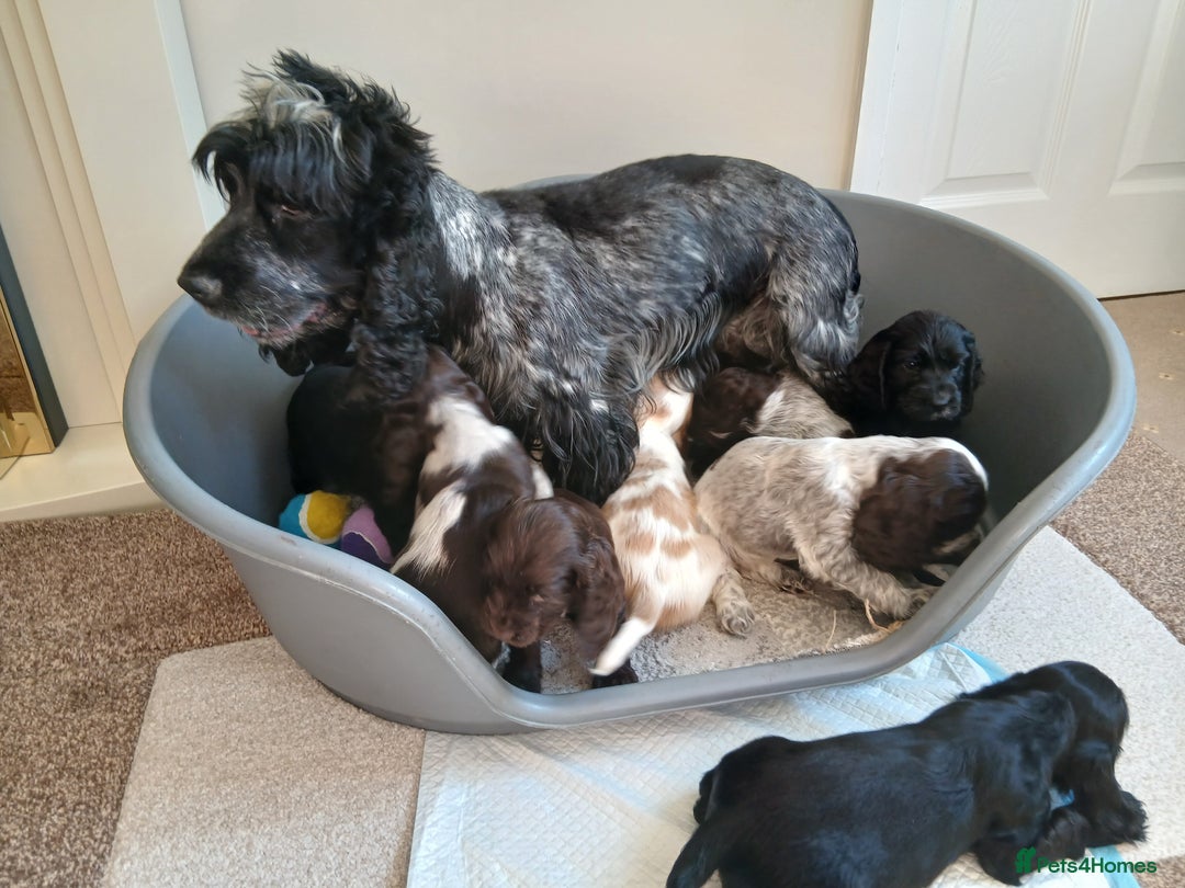 Cocker Spaniel dogs for sale:  show type spaniel puppies health tested parents  - Image 19