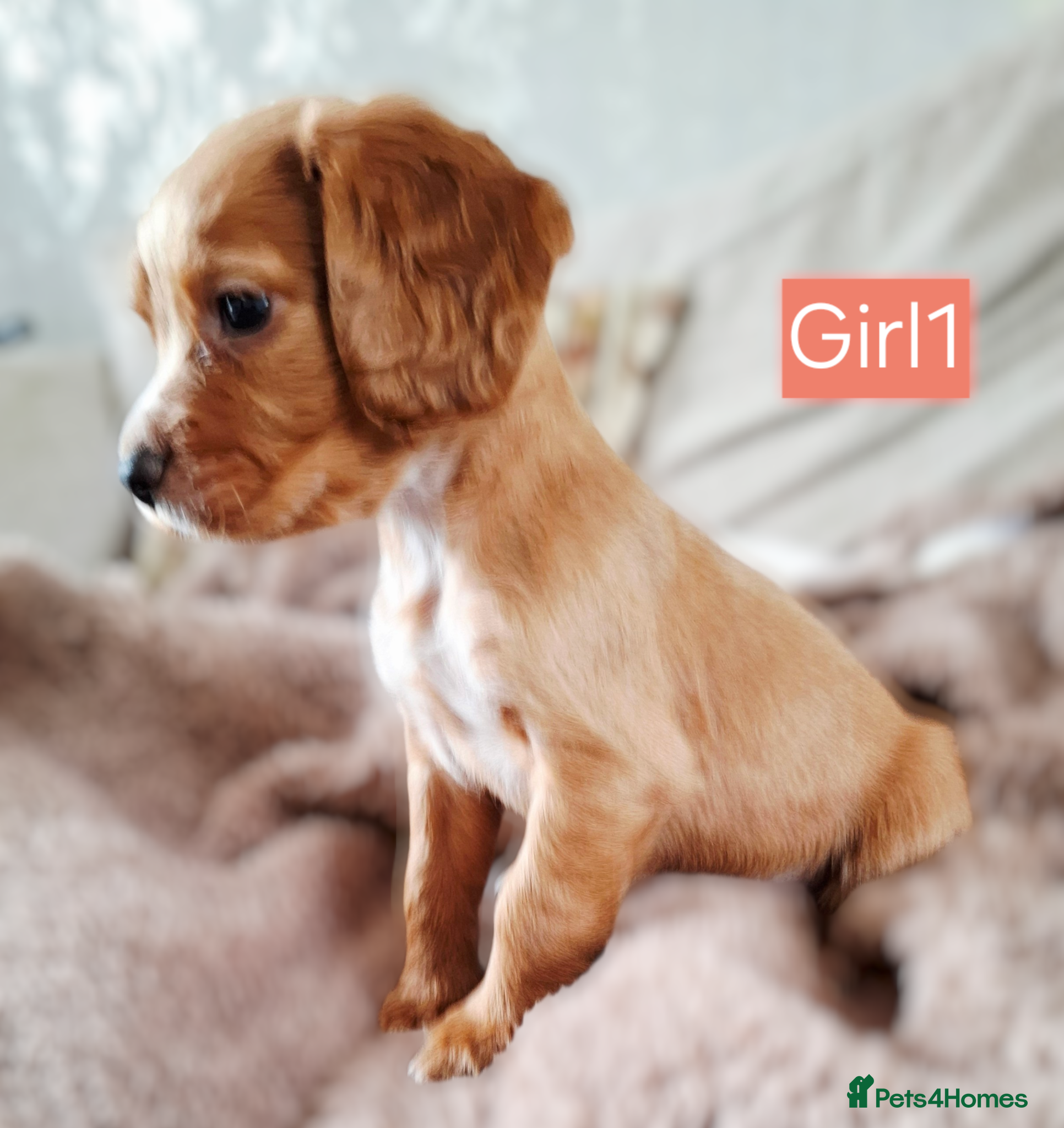 Cocker Spaniel dogs Beautiful litter of 7 Pedigree Cocker Spaniels - Advert 1