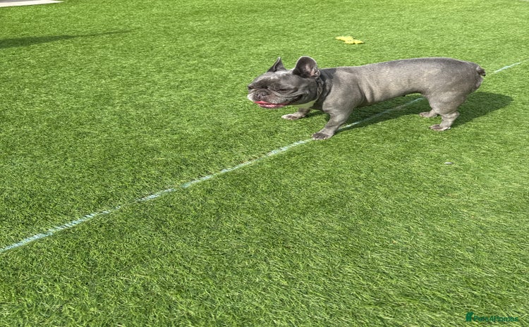 French Bulldog dogs - Advert 1