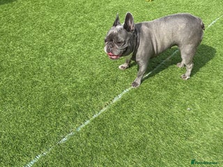 French Bulldog dogs - Advert 23