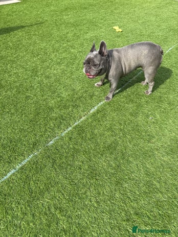 French Bulldog dogs - Advert 12