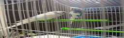 Budgerigars birds for sale: Few pair of budgies with cage  - Advert 5