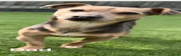 Jack Russell dogs for sale: Black & Tan Jack Russell Puppies  in Richmond - Advert 17