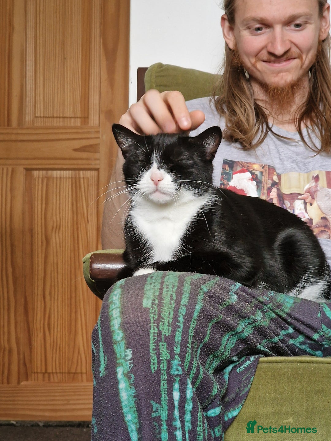 Domestic Shorthair cats for adoption: Itty bitty Beanie - Image 6
