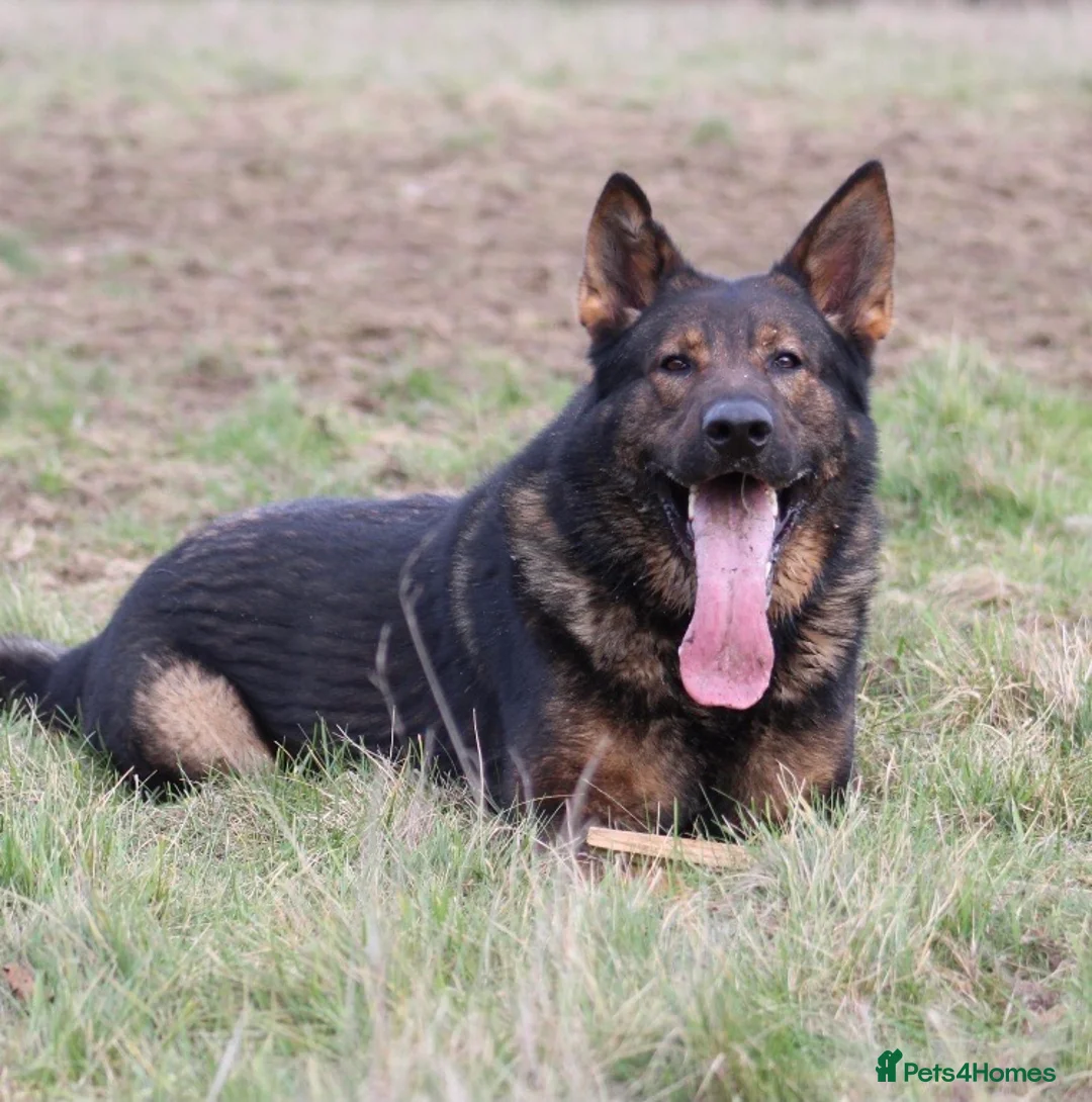 German Shepherd dogs for stud: Bear 🐻 Available for Stud in Birmingham - Advert 5