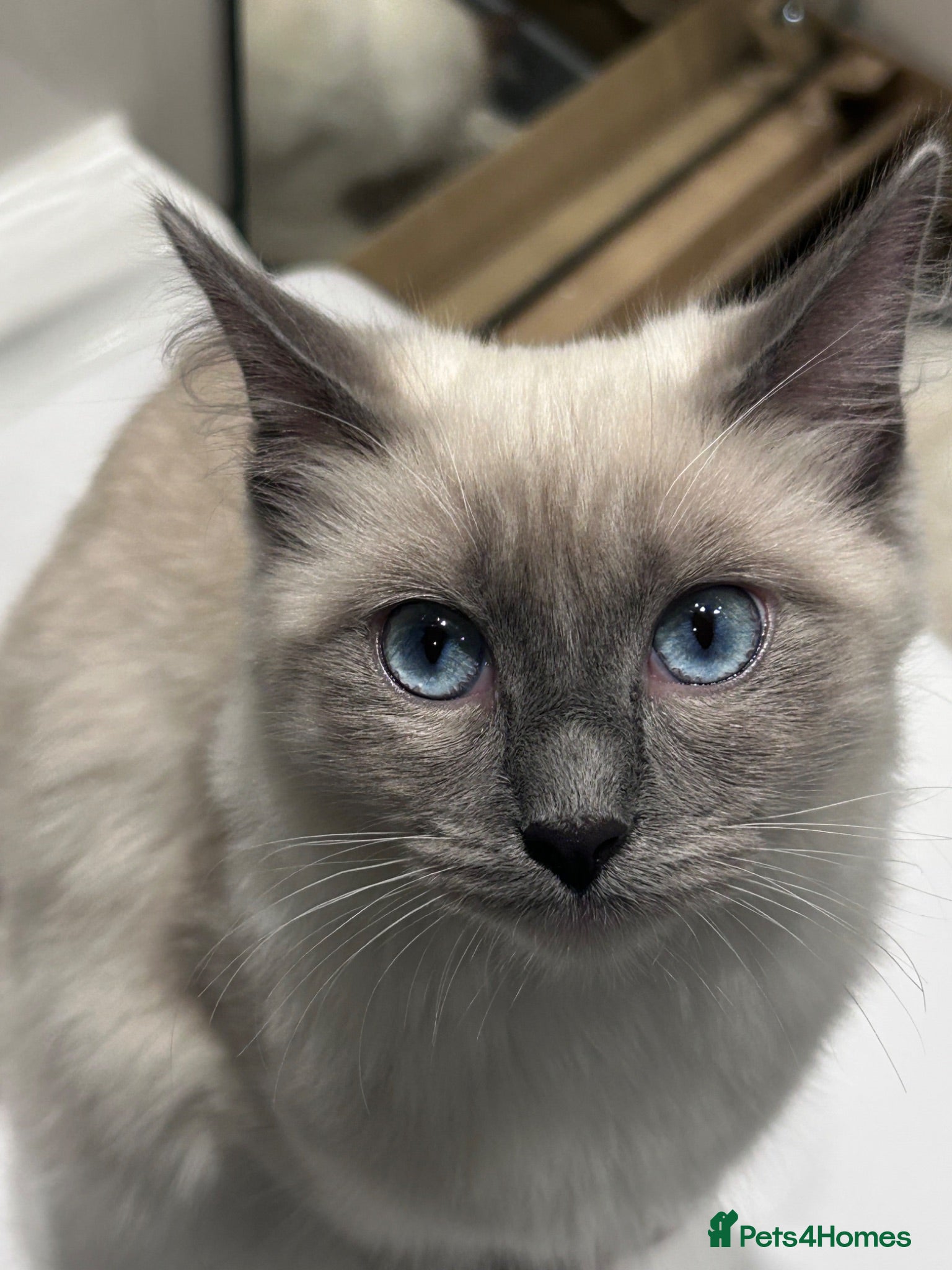 Ragdoll cats Beautiful ragdoll kittens - Advert 2