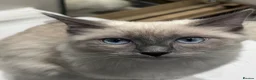 Ragdoll cats for sale: Beautiful ragdoll kittens in Cardiff - Advert 1