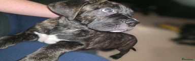 Cane Corso Puppy 2