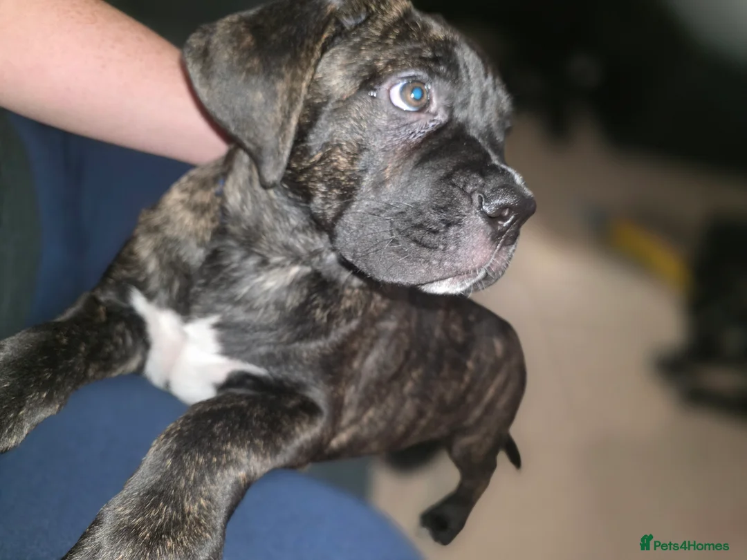 Cane Corso dogs for sale: Gorgeous cane corso puppies  - Advert 6
