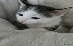 Mixed Breed cats for sale: 6 beautiful boys  - Image 14