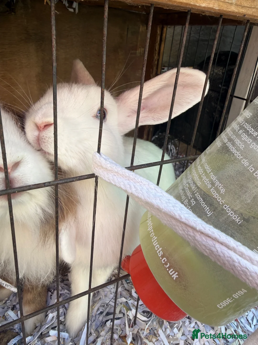 Mixed Breed rabbits for sale: Rabbits for sale  - Advert 3