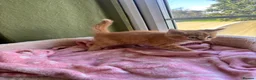 Ragdoll cats for sale: Sweet Ragdoll x angora - Advert 11