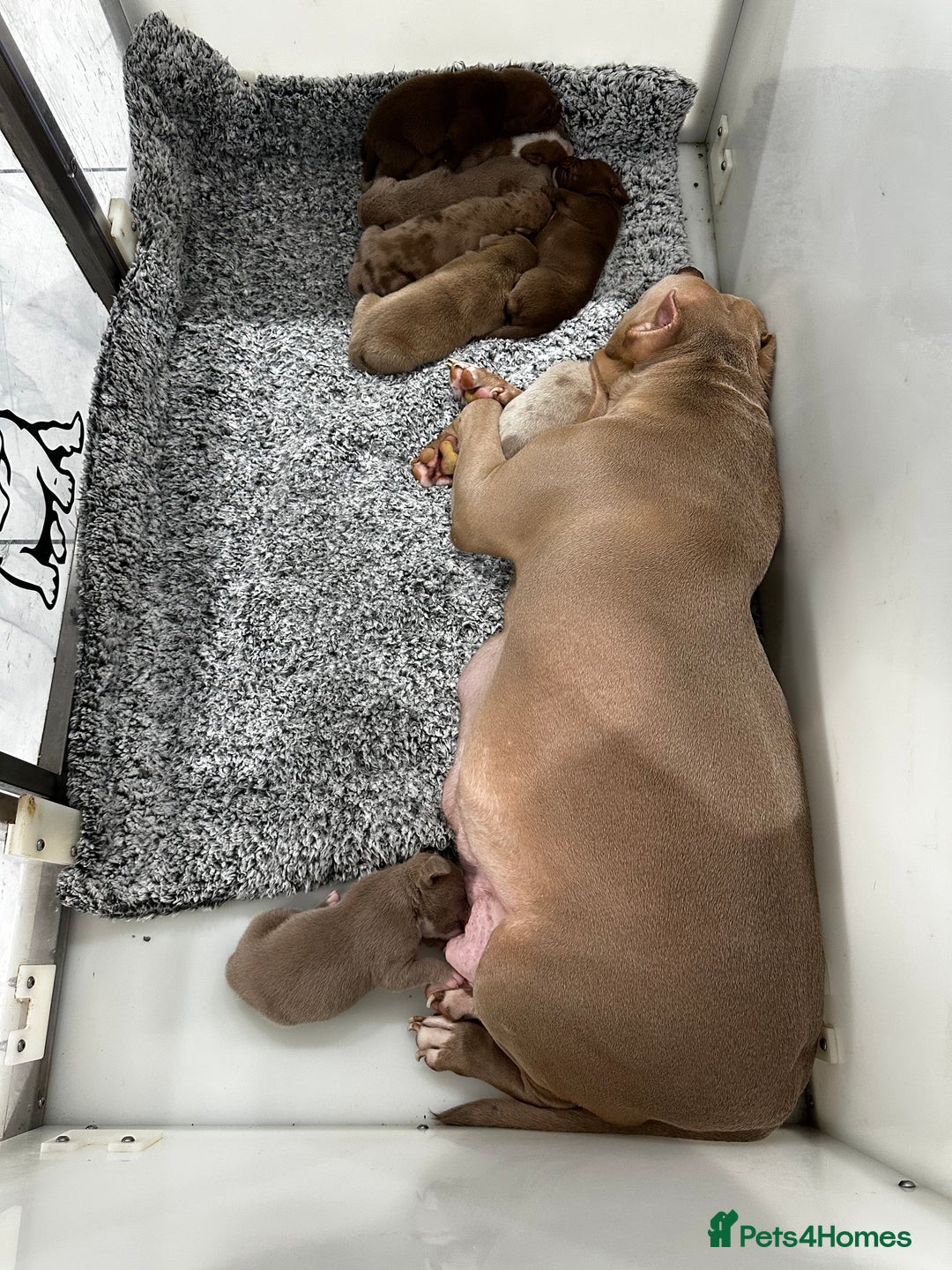 American Bully dogs for sale: ABKC POCKET/MICRO BULLY PUPPIES IMPORT BLOODLINES - Advert 17