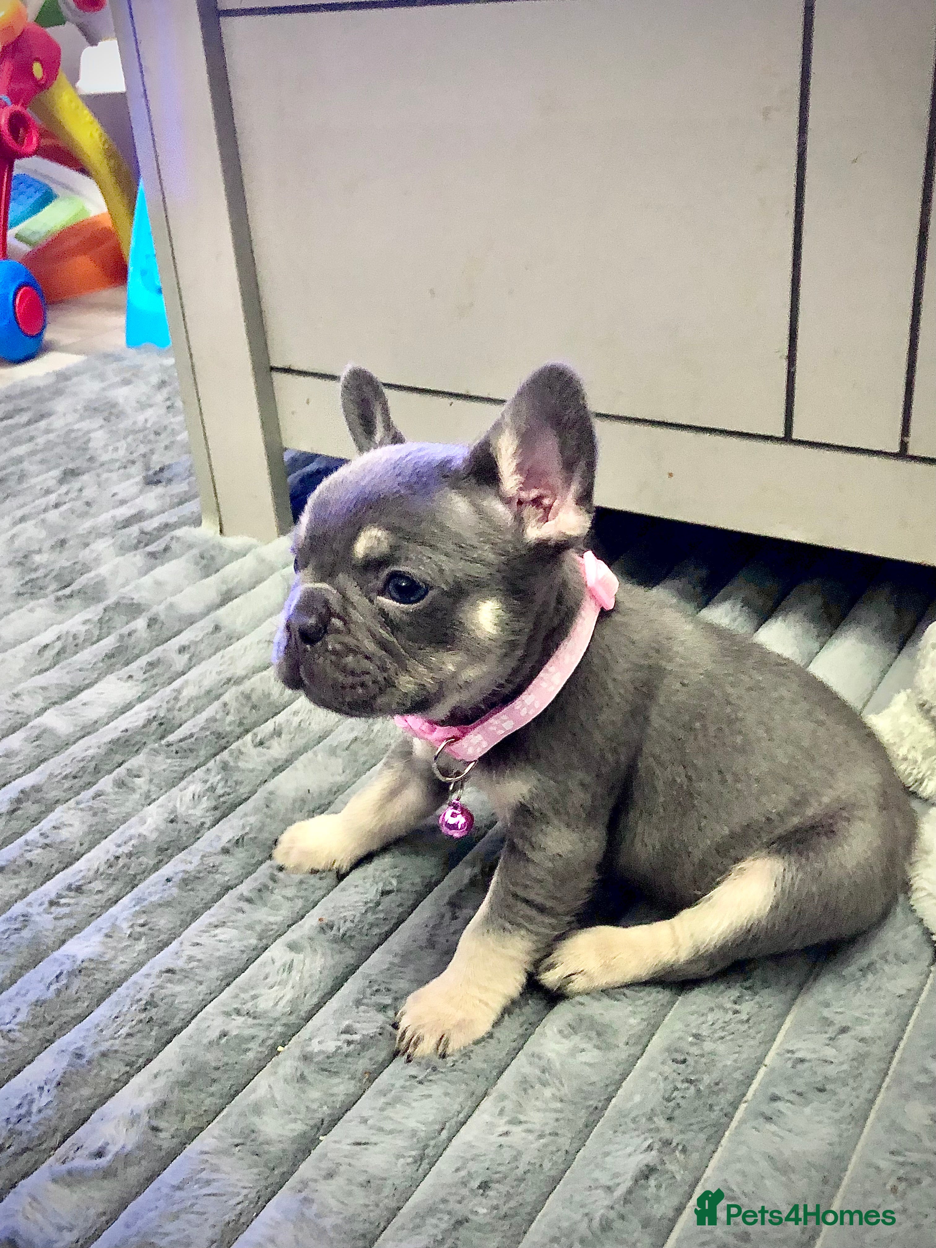 French Bulldog dogs Blue & tan French bulldogs  - Advert 1