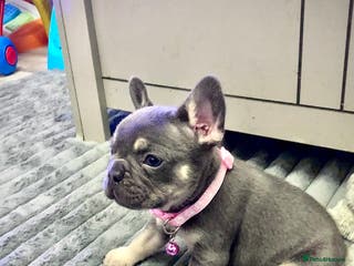 French Bulldog dogs Blue & tan French bulldogs - Advert 1