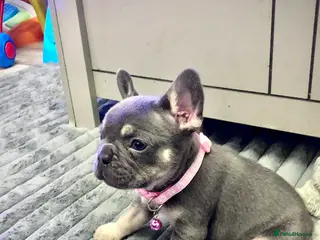 French Bulldog dogs Blue & tan French bulldogs - Advert 5