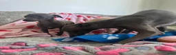 Italian Greyhound dogs for sale: KC Italian greyhound puppies 🏡 ready now - Advert 29