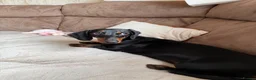 Dachshund dogs for sale: Dotty is pregnant!  - Advert 10