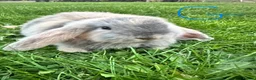 Mini Lop rabbits for sale: Mini Lop Rabbits For Sale  - Advert 10