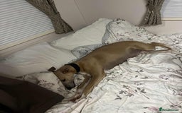 Whippet dogs for sale: Stunning Blue Whippet, white flecks  - Image 4