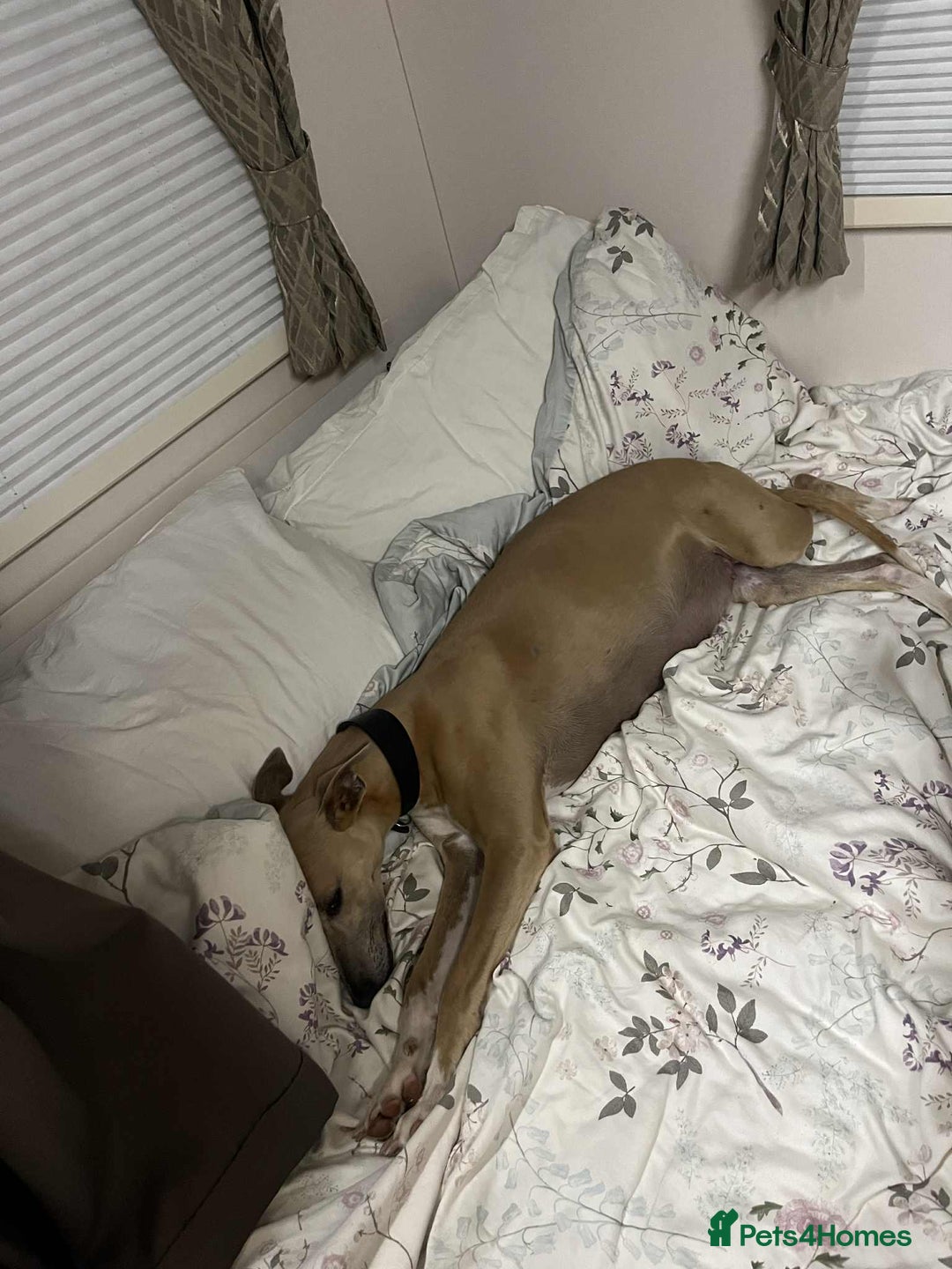 Whippet dogs for sale: Stunning Blue Whippet, white flecks  - Image 4