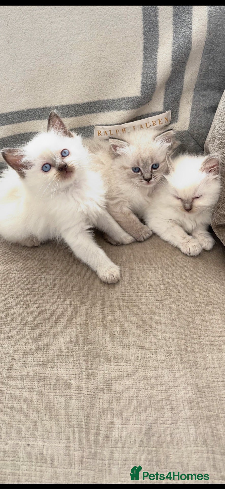 Ragdoll cats for sale: ♥️ STUNNING GCCF BABIES ♥️ - Advert 13