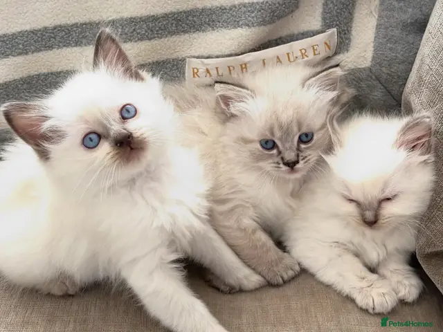 Ragdoll cats for sale: ♥️ STUNNING GCCF BABIES ♥️ - Advert 13