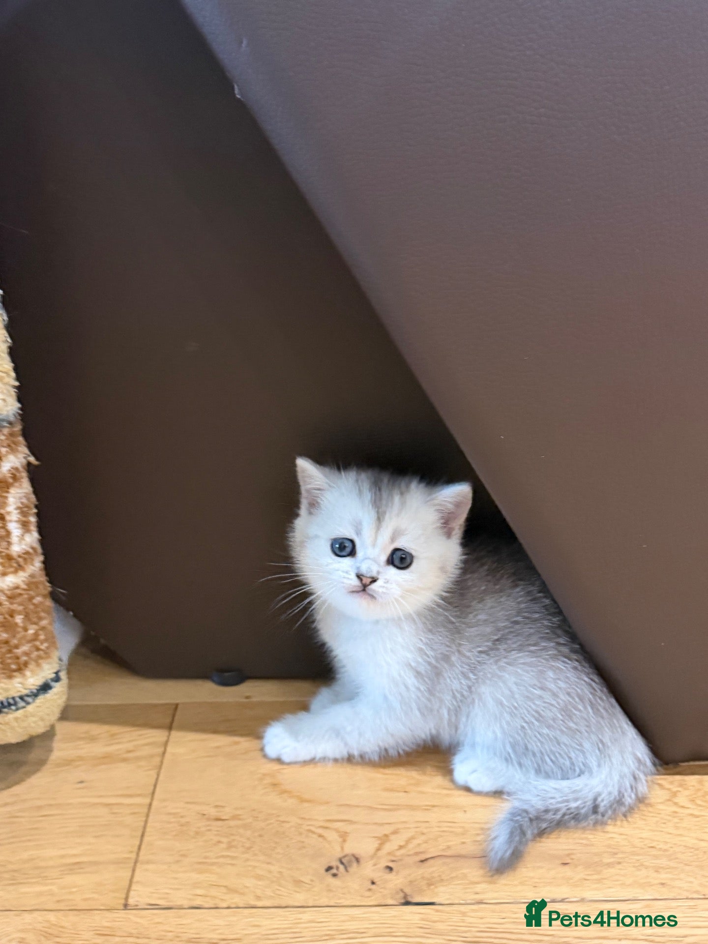 British Shorthair cats British Shorthair Silver shaded  - Advert 1