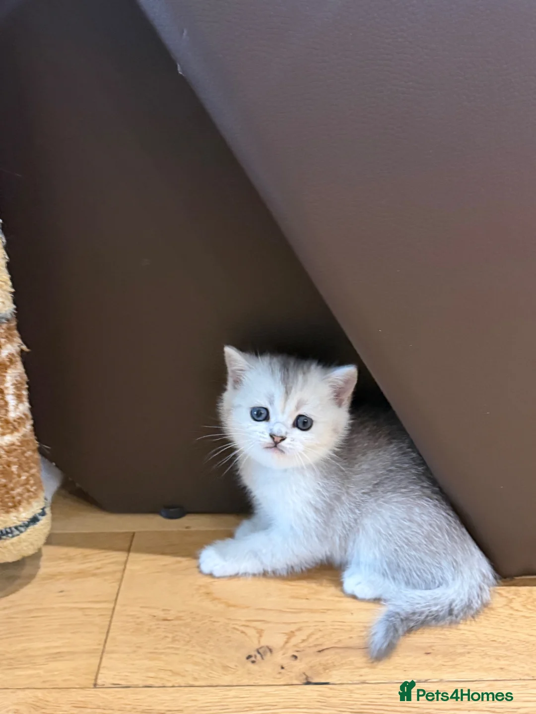 British Shorthair cats for sale: British Shorthair Silver shaded  - Advert 1