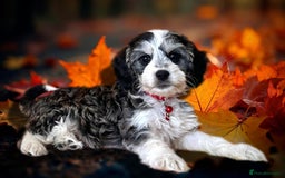 Cockapoo dogs for sale: ⭐️RARE Silver Phantom, VET ✅ & DNA CLEAR Cockapoo - Image 2