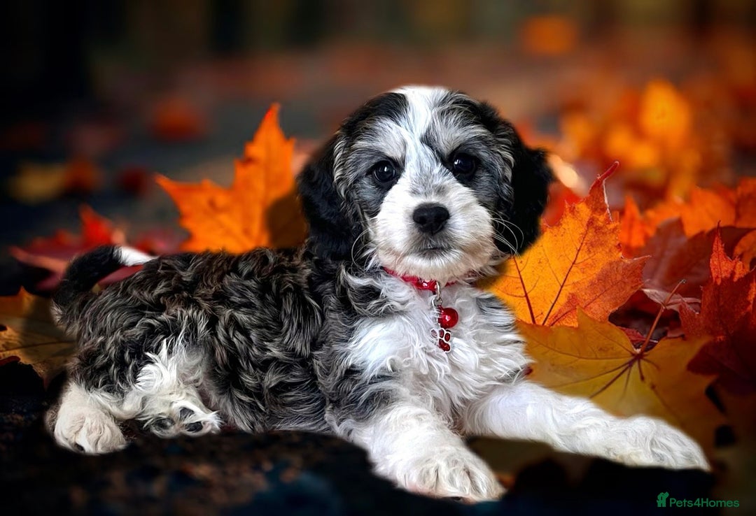 Cockapoo dogs for sale: ⭐️RARE Silver Phantom, VET ✅ & DNA CLEAR Cockapoo - Image 2