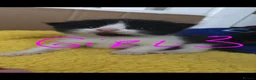 Mixed Breed cats for sale: mixed breed kittens - Advert 13