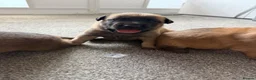 Belgian Shepherd Dog dogs for sale: Belgian Malinois Puppies  - Advert 18