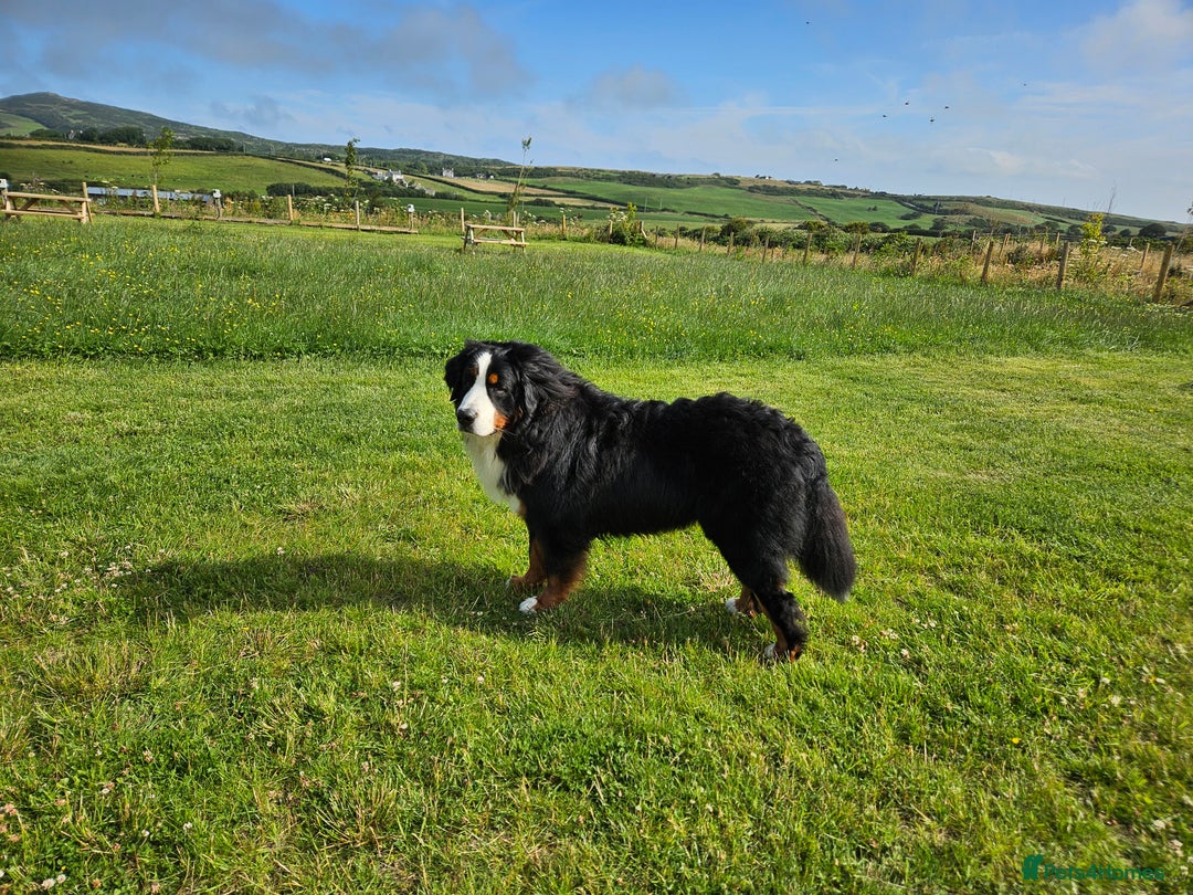 Bernese Mountain Dog dogs for stud: Proven health tested BMD handsome boy for stud. in Northampton - Image 7